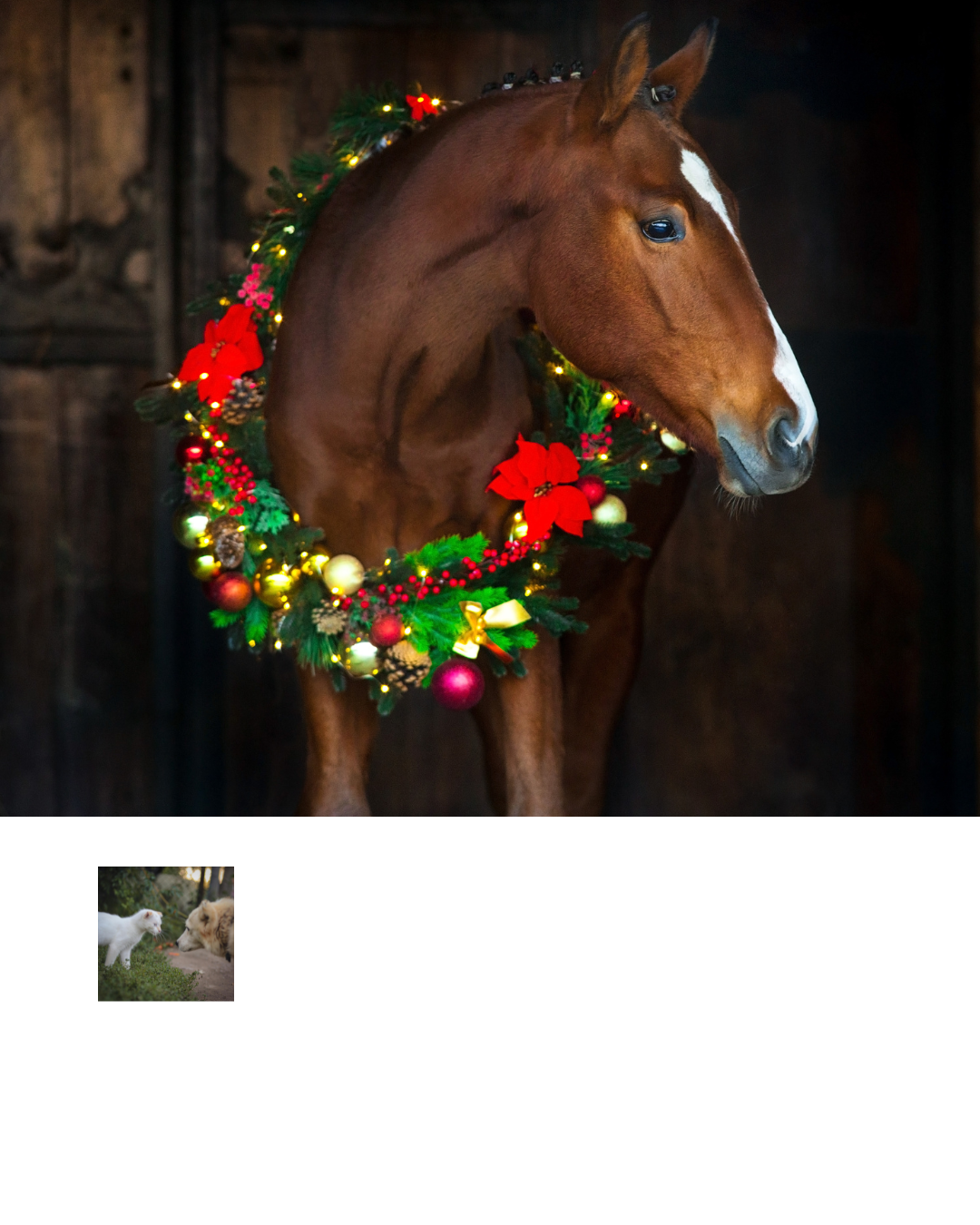 Picture for category Equine